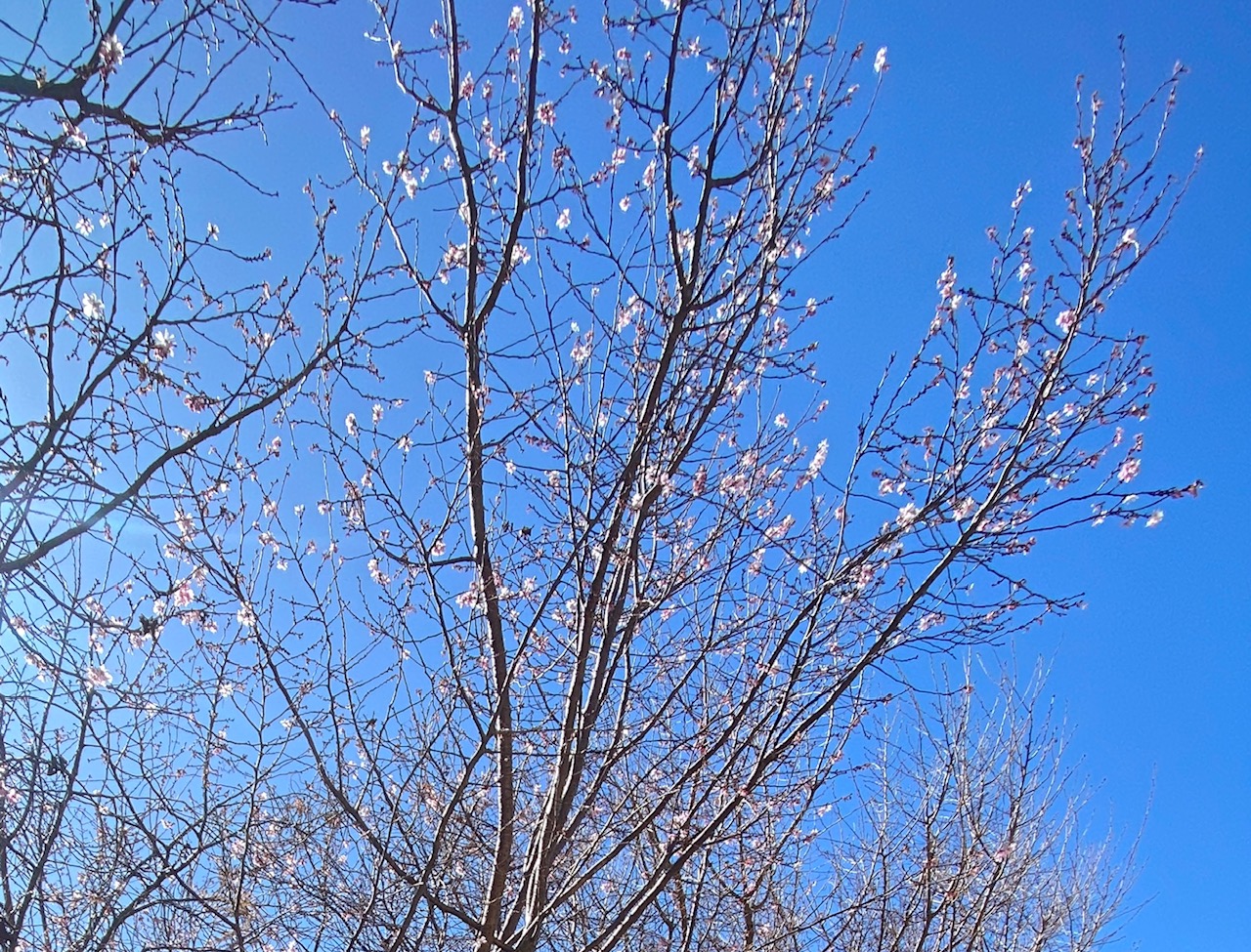 駒場東邦中学校、栄東中学校合格